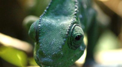  Chameleon