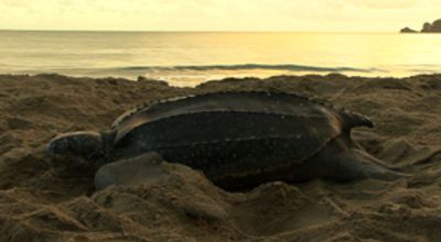 Lederschildkröte