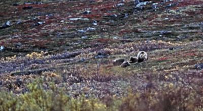 52_bearmother.jpg