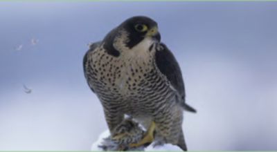 Movie still, peregerine falcon