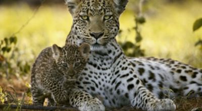 The Unlikely Leopard
