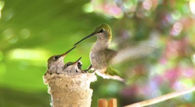 Familiy Hummingbird