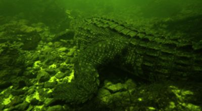 Diving with Crocodiles