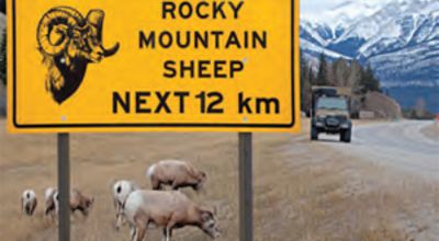 Bighorn Sheep