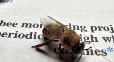 Bee