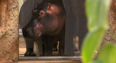 Hippos