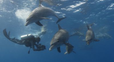 Micha and Dolphins