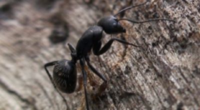 Ant