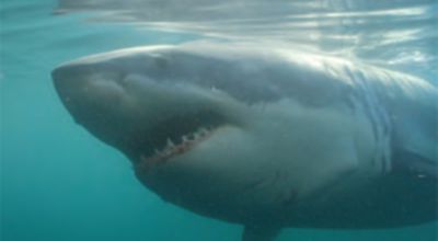 Shark