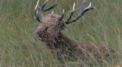 53_cerf_tete_herbe.jpg