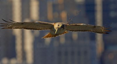 Pale Male