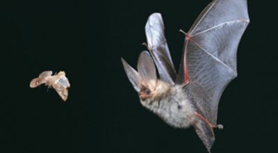 Common long-eared bat catch prey