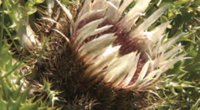 Silver thistle 