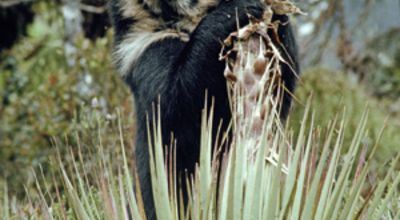 The Andean Bear