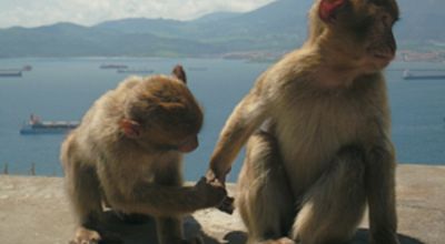 Berberaffen bei Gibraltar