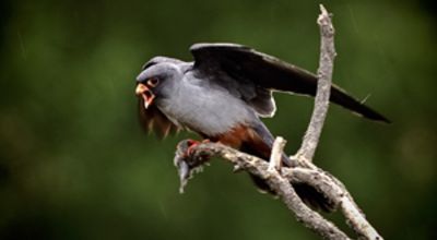 Red-footed Falcon