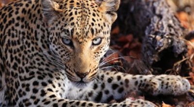 Leopard