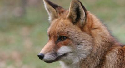 42_TrailOfTheFox.jpg
