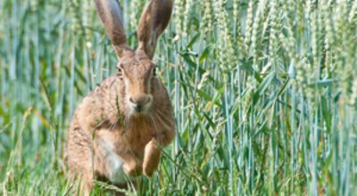 Hare