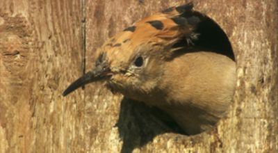 Hoopoe