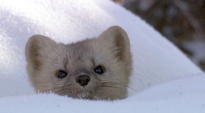 59_RusslandSibirien.jpg