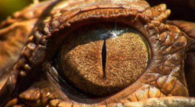 Eye of the Sunda-Gavia