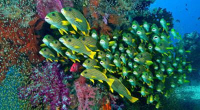 Raja Ampat