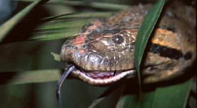 The Anaconda