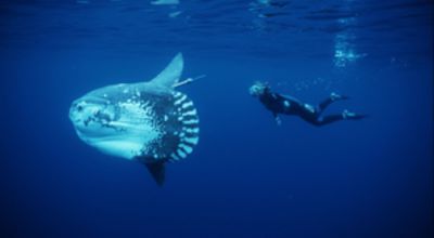 Ocean Sunfish
