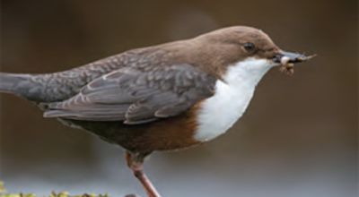 Dipper