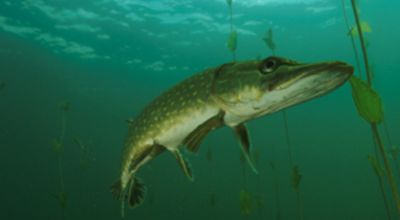 The pike