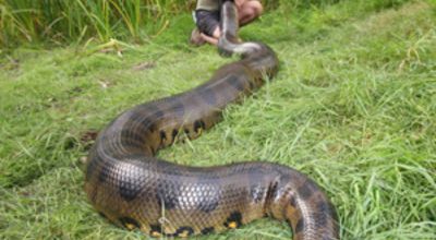 Anaconda