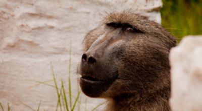 Baboon
