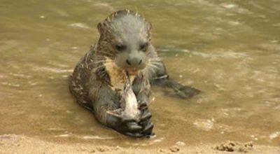 The Giant Otter