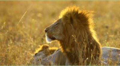 Movie still, lion