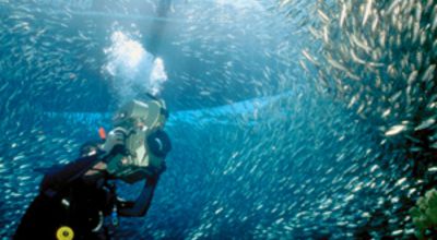 Walter Sigl filming underwater