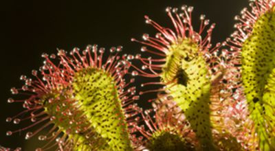 Carnivorous