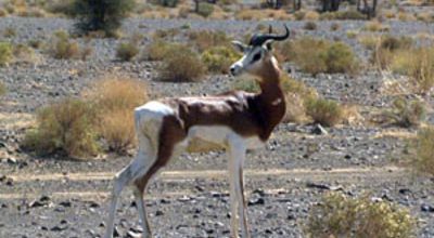 20_Mhorrgazelle_wieder_frei.jpg