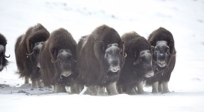  Musk oxen