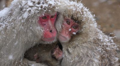 Snow monkeys
