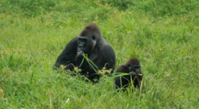 Gorillas