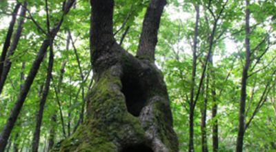 Secret Forest