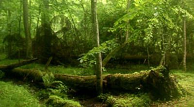 KF6_Forest_wide.jpg