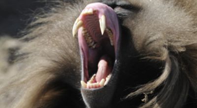 Male Gelada