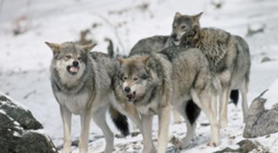 Wolves