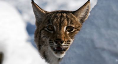 Luchs