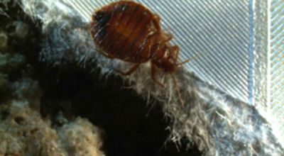 bedbug 