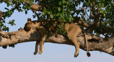 Lion Tree