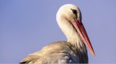 Movie still, stork