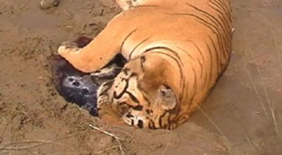 Dead Tiger